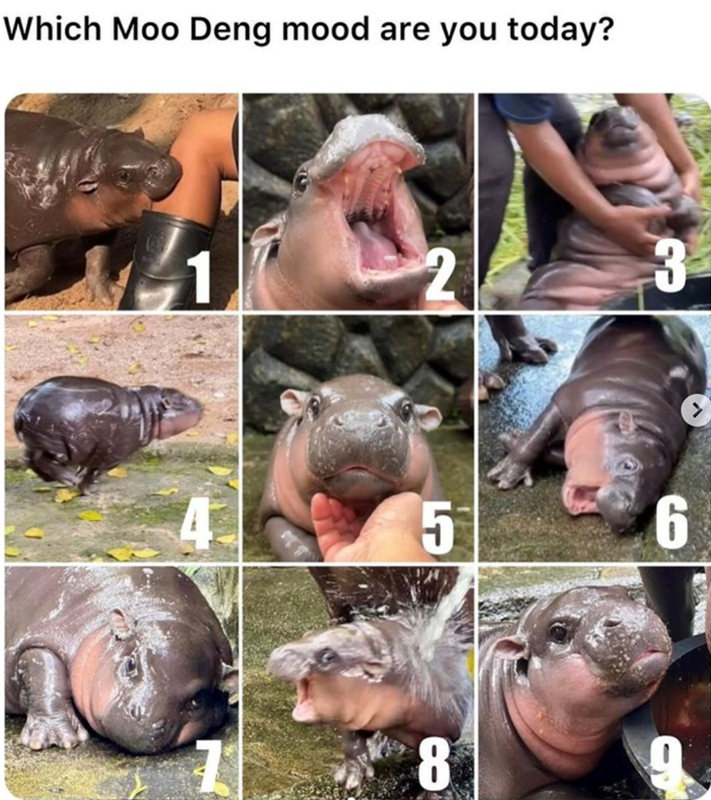 which-moo-deng-mood-are-today-1-2-3-5-6-8