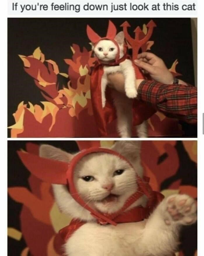 if-feeling-down-just-look-at-this-cat