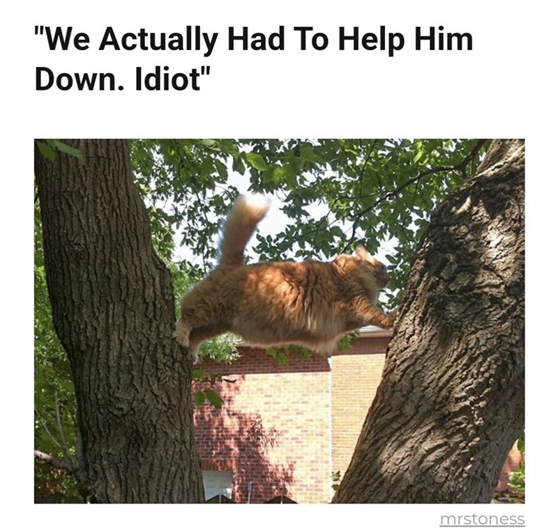 cat-actually-had-help-him-down-idiot-mrstoness