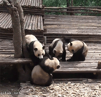 panda-wrestling-combines-two-of-my-favorite-things