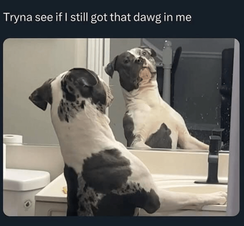 tryna-see-if-still-got-dawg