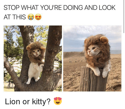 stop-what-youre-doing-and-look-at-this-lion-or-8876816.png