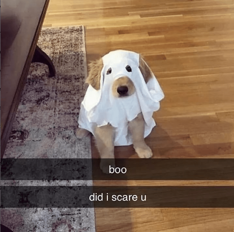 boo-did-scare-u