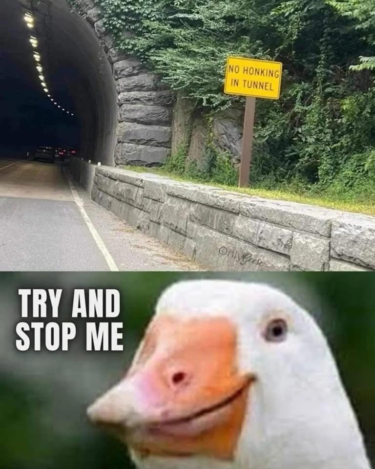 try-and-stop-no-honking-tunnel-onlygeese