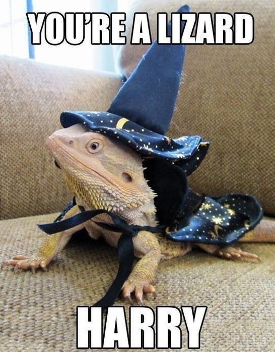 122965-MEME-2014-Lizard.jpg