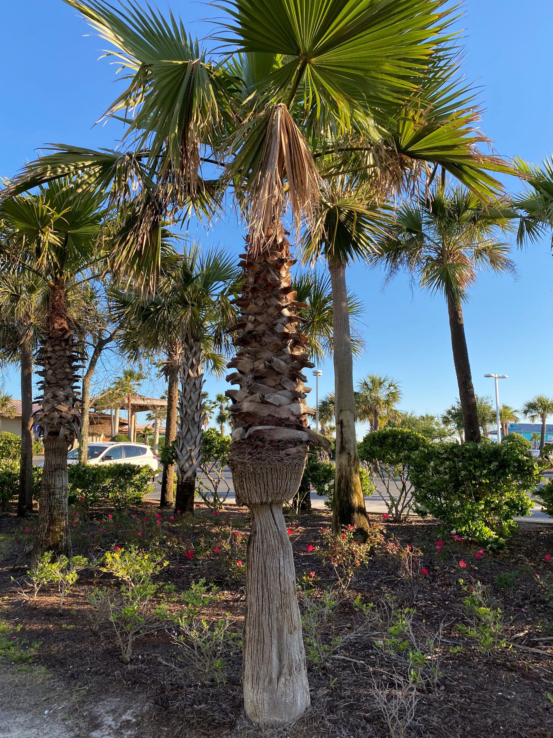 Palm3-scaled.jpg
