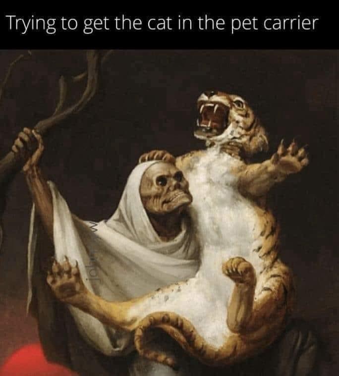 trying-get-cat-pet-carrier