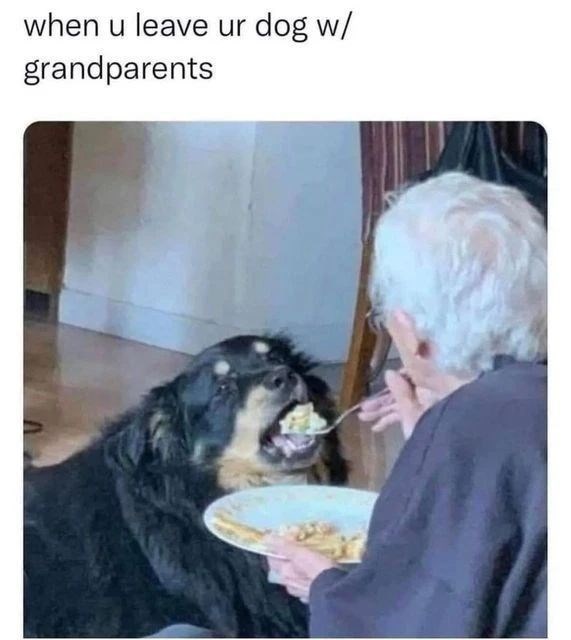 u-leave-ur-dog-w-grandparents