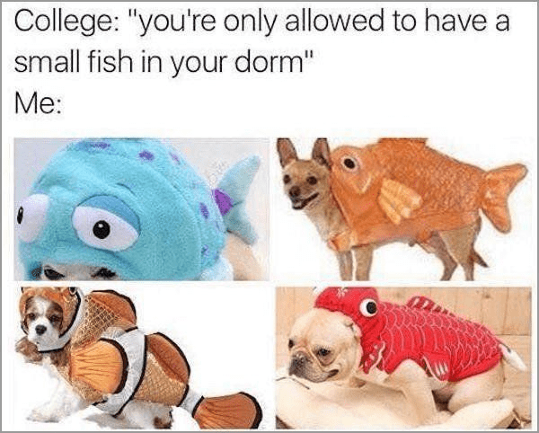 college-only-allowed-have-small-fish-dorm