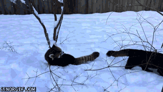 red-panda-has-a-good-time-in-the-snow