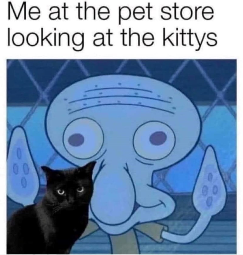 at-pet-store-looking-at-kittys-0-00-0
