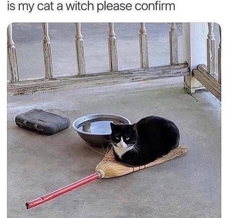 is-my-cat-witch-please-confirm