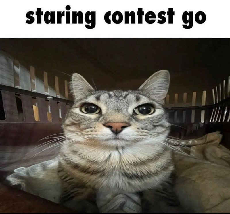 staring-contest-go