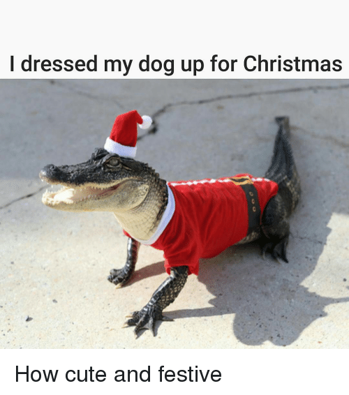i-dressed-my-dog-up-for-christmas-how-cute-and-8508617.png