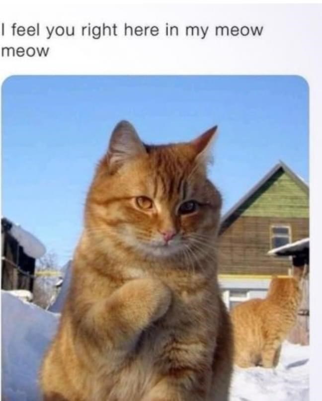 feel-right-here-my-meow-meow