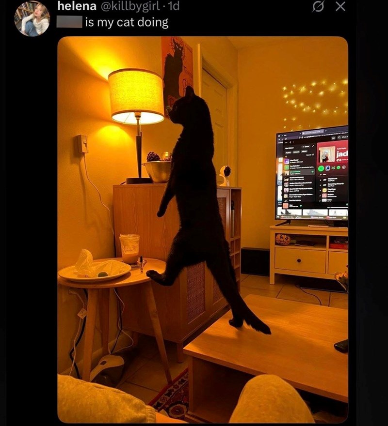 helena-killbygirl-1d-wtf-is-my-cat-doing-a3-jac-21