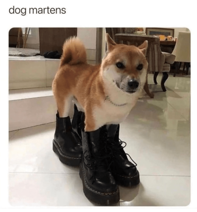 dog-martens