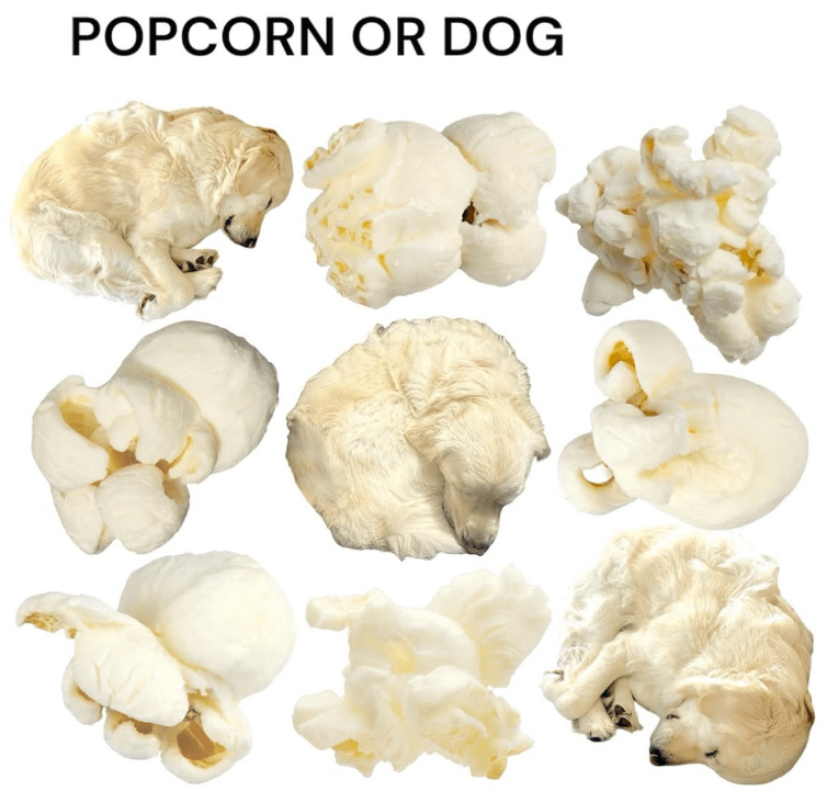 popcorn-or-dog