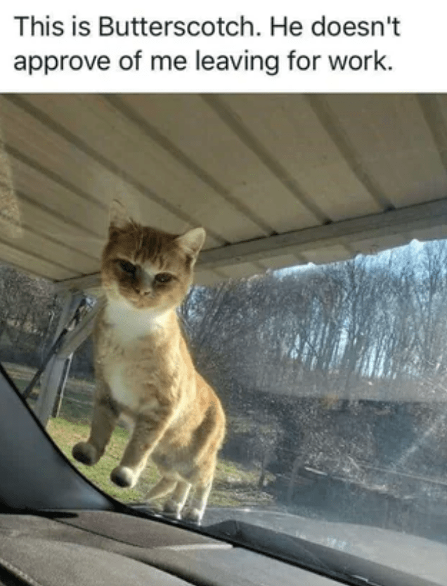 this-is-butterscotch-he-doesnt-approve-leaving-work