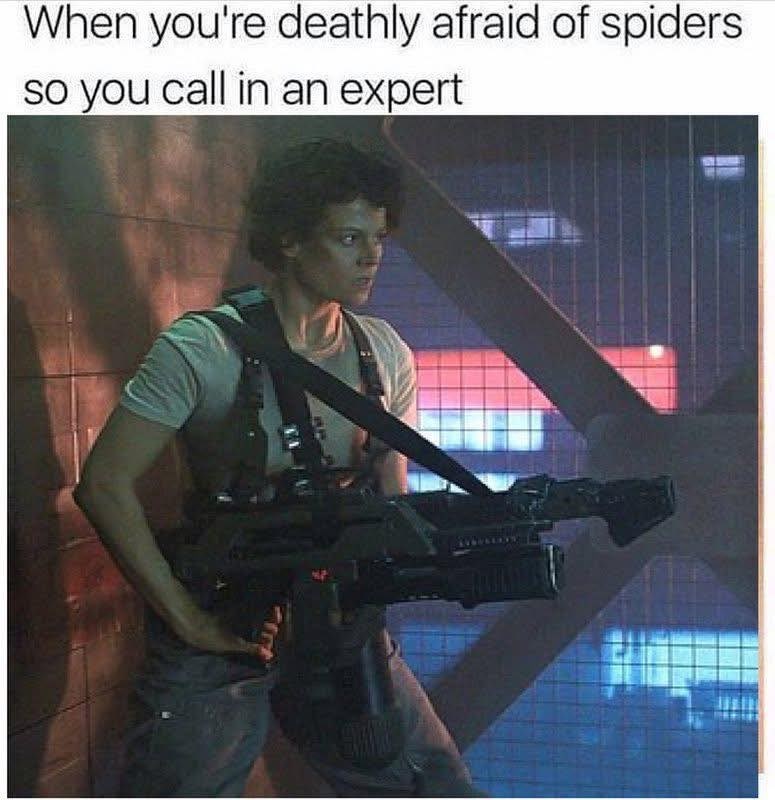 deathly-afraid-spiders-so-call-an-expert