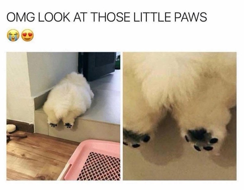 omg-look-at-those-little-paws
