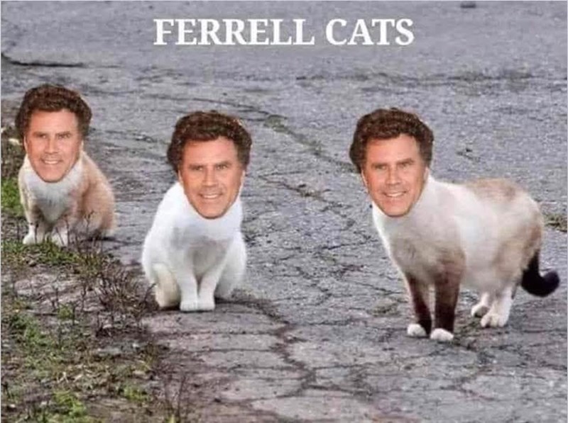 ferrell-cats