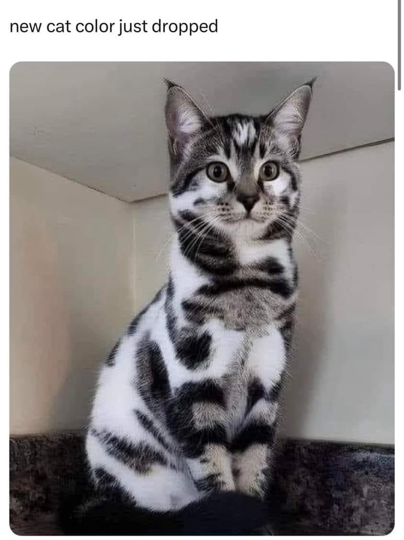 new-cat-color-just-dropped