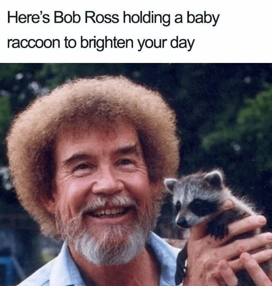 heres-bob-ross-holding-baby-raccoon-brighten-day