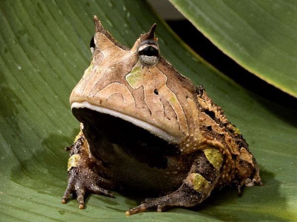 123282-amazon-horned-frog_443_600x450.jpg