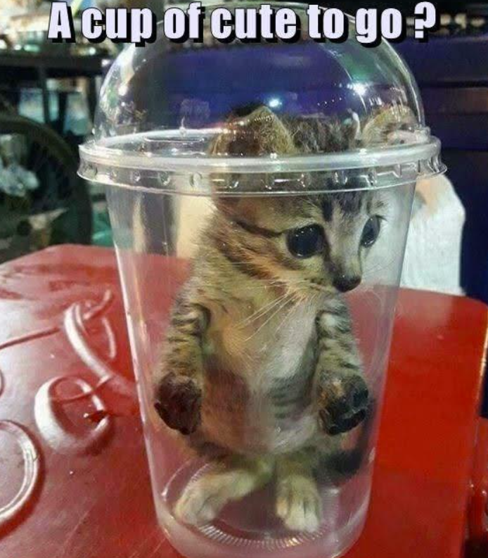 cup-cute-go