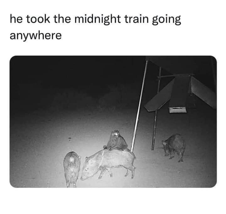 he-took-midnight-train-going-anywhere