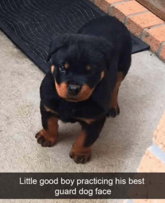 little-good-boy-practicing-his-best-guard-dog-face