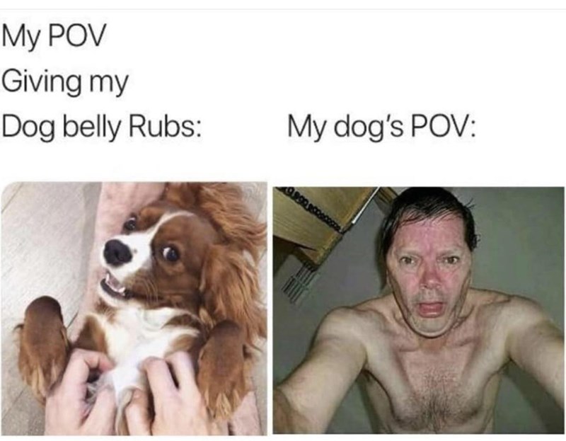 my-pov-giving-my-dog-belly-rubs-my-dogs-pov
