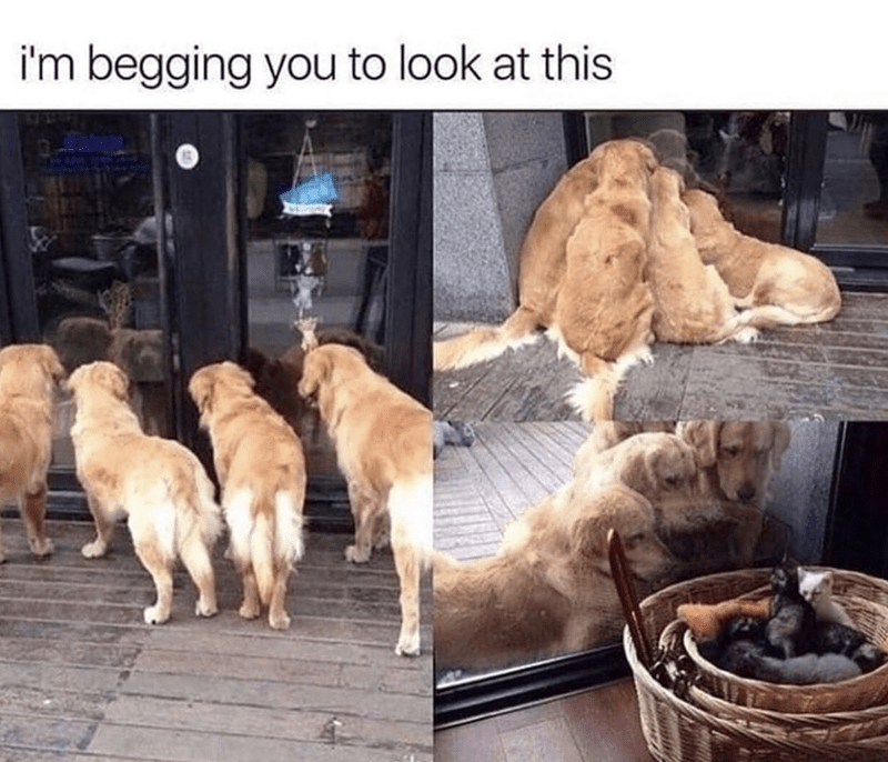 begging-look-at-this