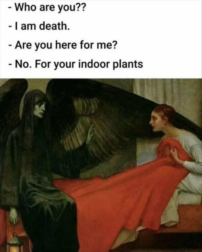 who-are-am-death-are-here-no-indoor-plants
