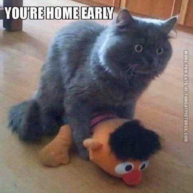funny-cat-pics-youre-home-early.jpg