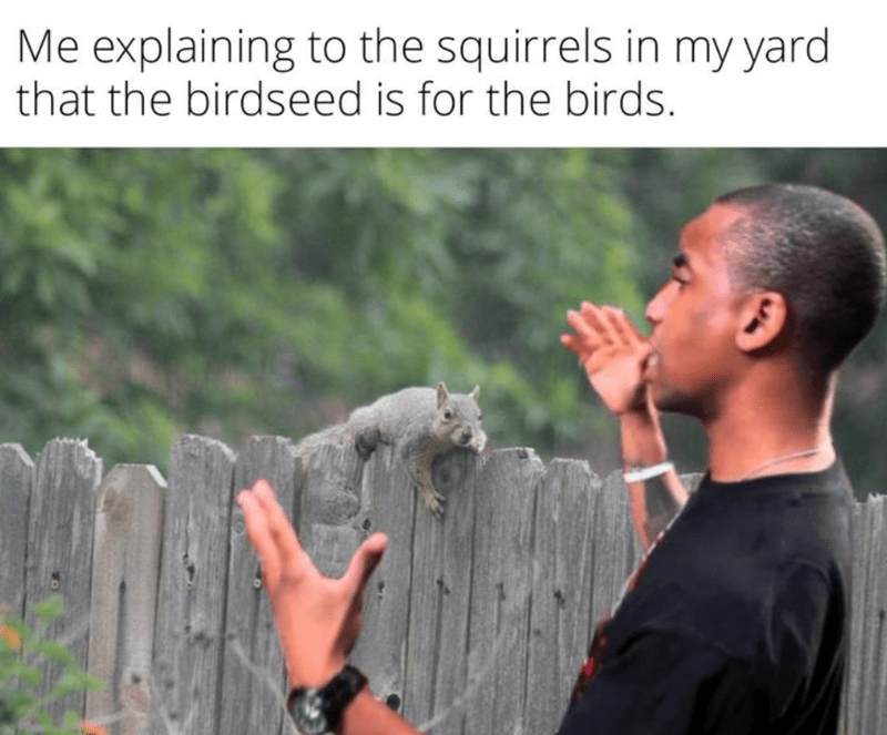 explaining-squirrels-my-yard-birdseed-is-birds