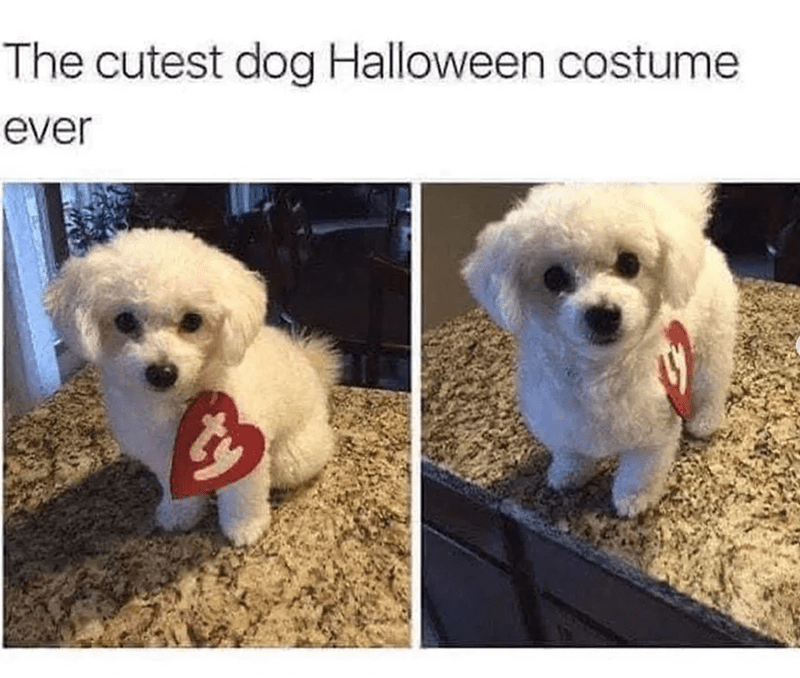 cutest-dog-halloween-costume-ever