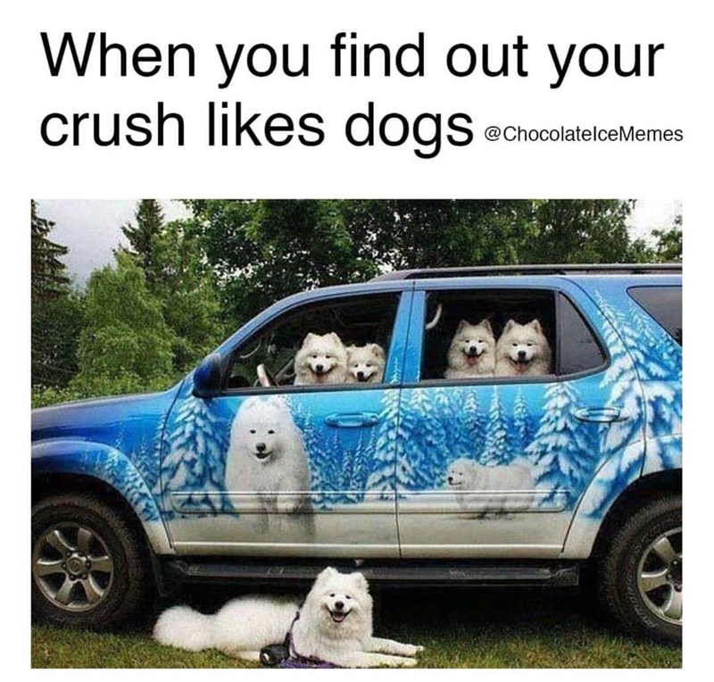 find-out-crush-likes-dogs-chocolatelcememes
