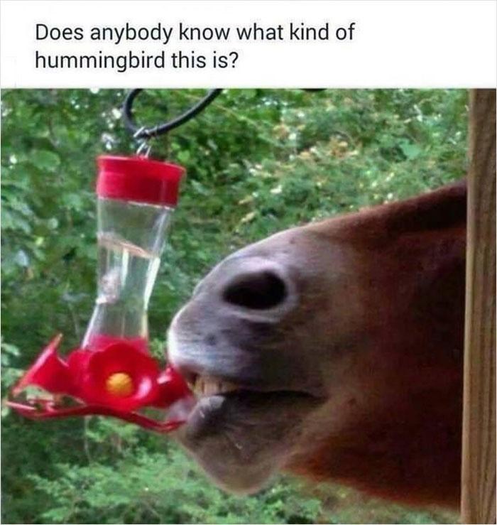 does-anybody-know-kind-hummingbird-this-is