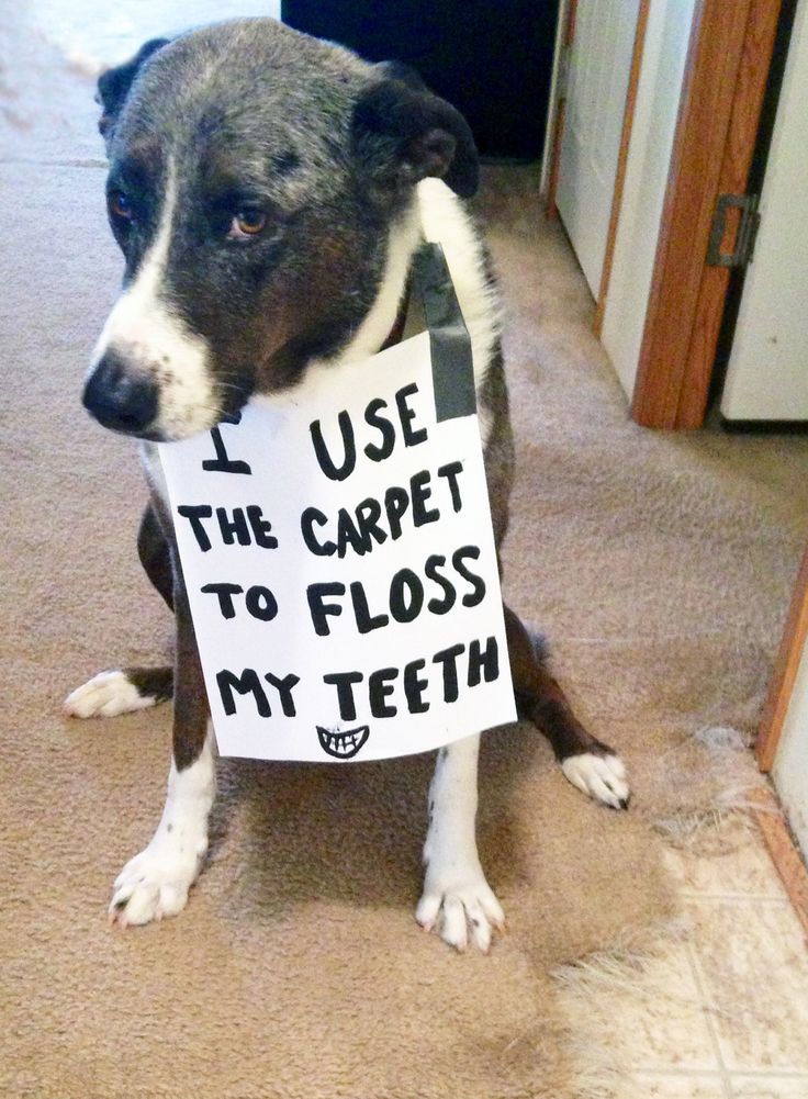 a7bce42764bab87e871769ff0460b1e4--dog-shaming-carpets.jpg