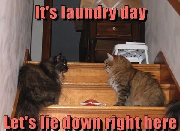 cat-humor-its-laundry-day.jpg