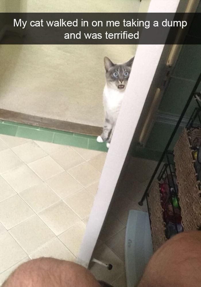 my-cat-walked-on-taking-dump-and-terrified
