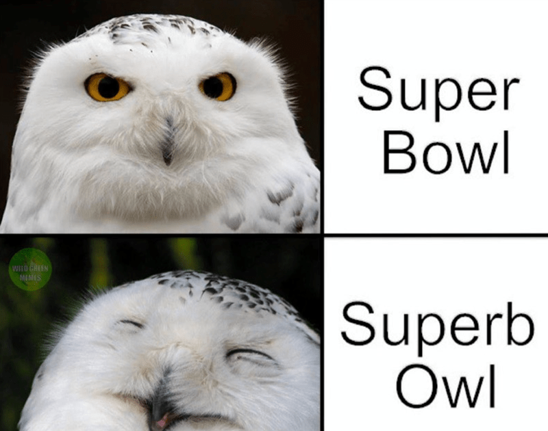 wild-green-memes-super-bowl-superb-owl