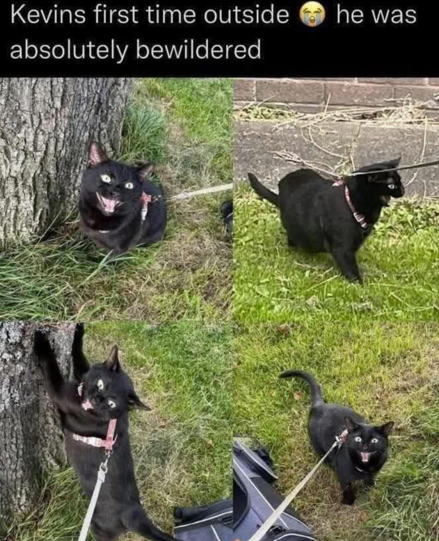 kevins-first-time-outside-absolutely-bewildered-he