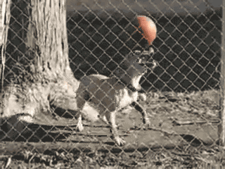 soccer-dog