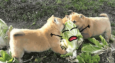 funny-animated-gifs-shiba-puppies-are-fierce