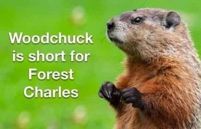 woodchuck-is-short-forest-charles