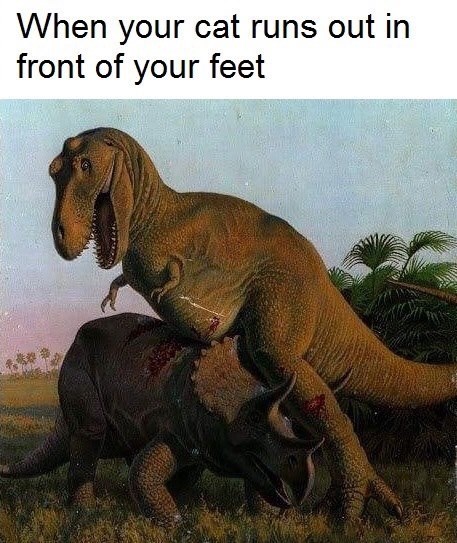 cat-runs-out-front-feet