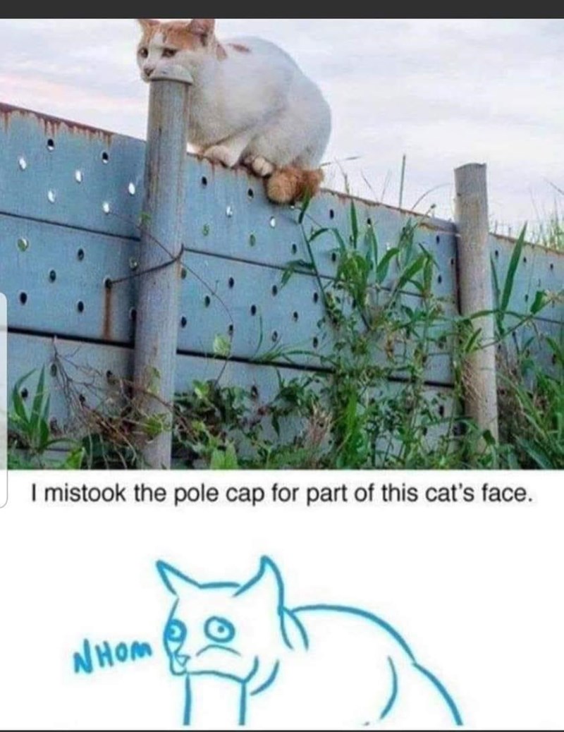 mistook-pole-cap-part-this-cats-face-nhom